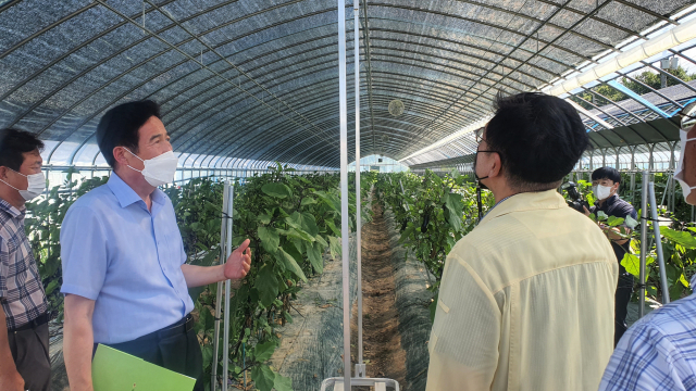 ▲ 의성군농업기술센터 직원들이 지역 재배농가 농업인들과 온도저감기술에 대해 이야기를 나누고 있다.