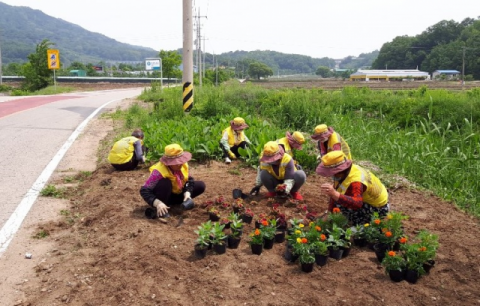 ▲ 상주시니어클럽 소속 어르신들이 도로변에 꽃을 심으며 도시 환경을 개선하고 있다.