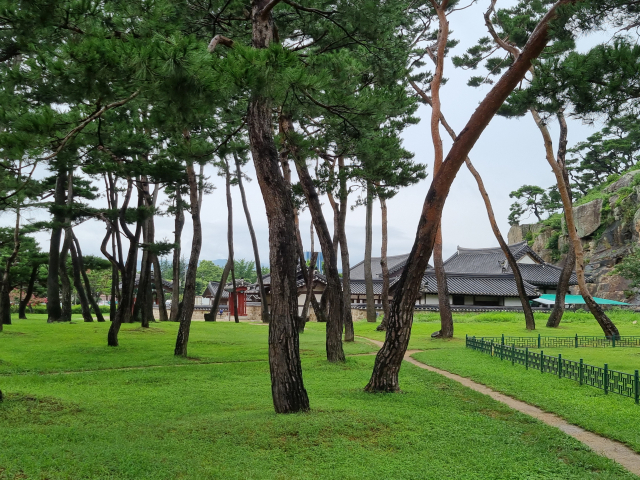 ▲ 탈해왕릉 앞에 오래된 소나무숲이 공원으로 조성됐다.