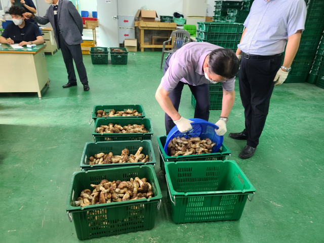 ▲ 울진군산림조합 직원들이 지난 10일 지역에서 첫 생산된 울진금강송 송이버섯을 등급별로 선별작업을 하고 있다.