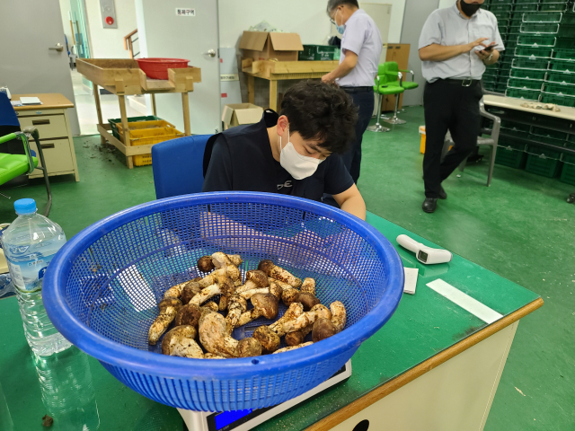 ▲ 울진군산림조합 직원들이 지난 10일 지역에서 첫 생산된 울진금강송 송이버섯을 등급별로 선별작업을 하고 있다.