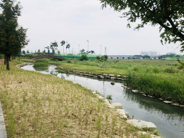 ▲ 영천 자호천 일부 구간이 자연친화적 생태하천으로 복원된 모습.