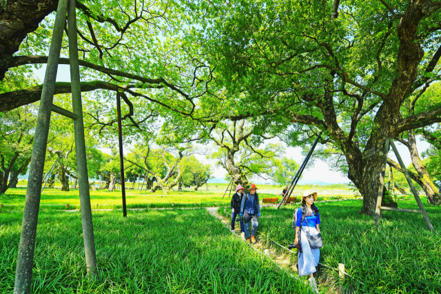 ▲ 군민이 찾는 정원에서 국민정원으로 거듭난 성주 성밖숲을 찾은 관광객들이 힐링을 만끽하고 있다.