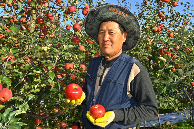 ▲ 봉화군의 사과 재배 농민이 잘 익은 사과를 들고 활짝 웃고 있다.