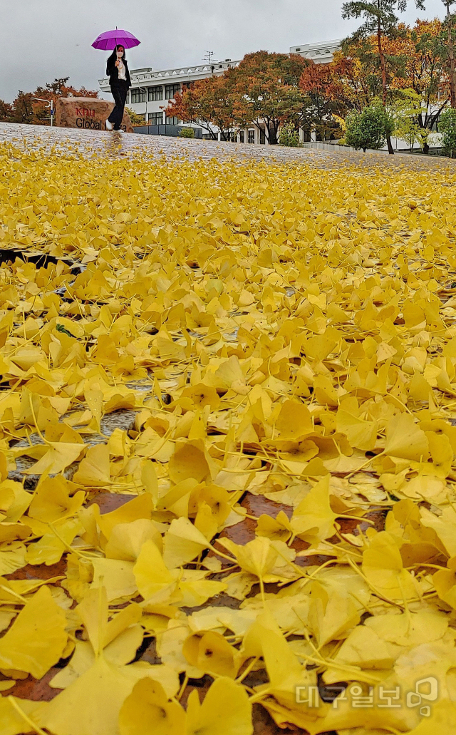 ▲ 가을비가 내린 8일 오후 대구 북구 경북대학교 캠퍼스에서 한 학생이 묵직한 빗방울에 하염없이 떨어진 노란 은행잎을 밟으며 걷고 있다.