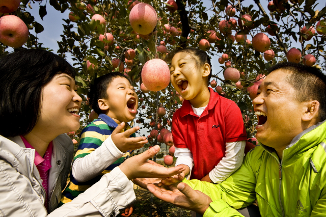▲ 문경의 사과 농가를 찾은 가족이 즐거운 시간을 보내고 있다.