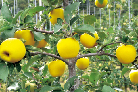 ▲ 특허청에 상표 등록한 청송황금사과로 불리는 시나노골드 품종.