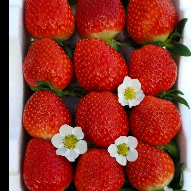 ▲ 수확해 상자에 담은 딸기.
