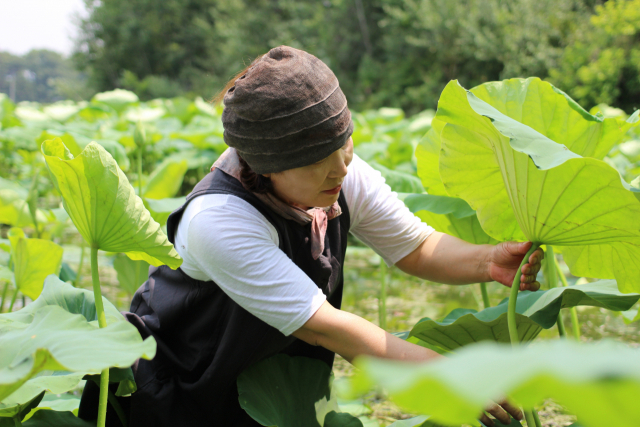 ▲ ‘연의 하루’ 정말순 대표가 여름철 연잎을 수확하고 있다. 3분 연밥의 재료로 사용하면서 생연잎으로도 판매한다.