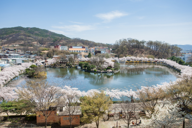 ▲ 전국적인 벚꽃 명소로 꼽히는 김천 연화지.