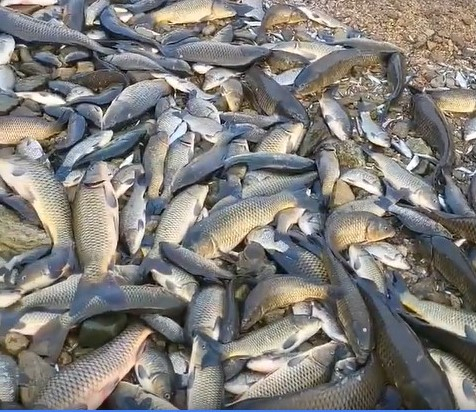 ▲ 구미천 중류에서 발견된 물고기. 구미천 수위가 낮아지면서 수 천마리가 말라 죽은 채 발견됐다.
