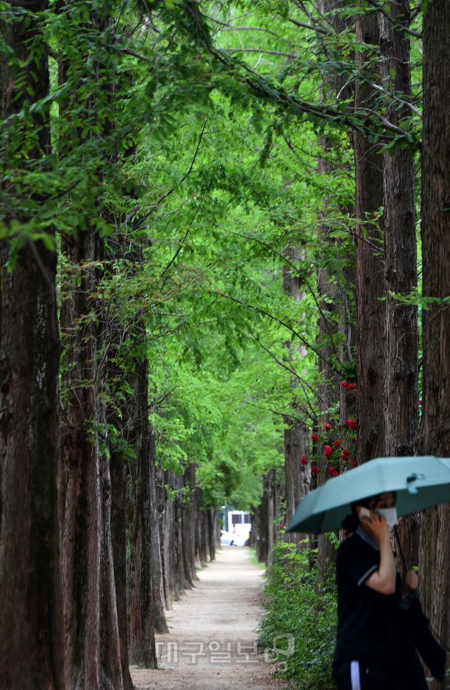 ▲ 여름을 재촉하는 비가 내린 22일 오전 대구시 달서구 호산공원에서 우산을 쓴 한 시민이 메타세쿼이아 가로수길을 거닐고 있다.