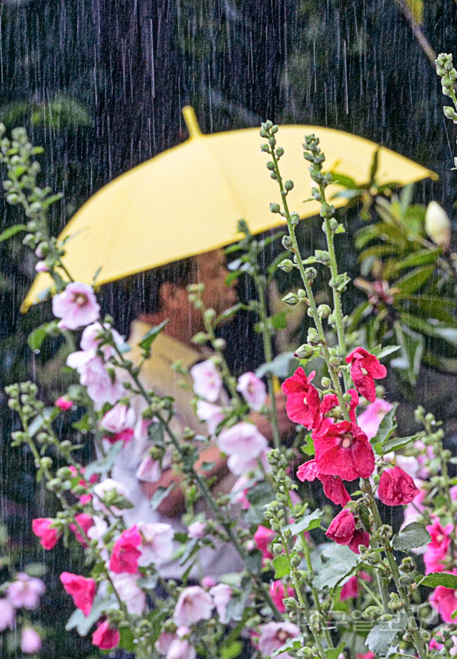 ▲ 비가 내린 29일 오전 대구시 달서구 강창역 인근에 초여름을 알리는 접시꽃이 활짝 펴 시민들의 눈길을 사로잡고 있다.