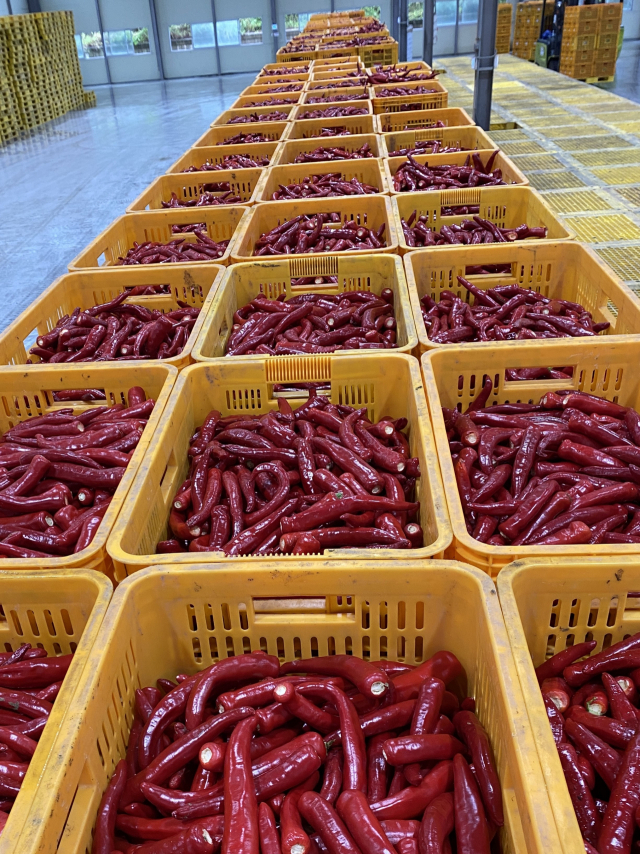 ▲ 영양고추유통공사가 올해 생산한 홍고추를 수매하고 있다.
