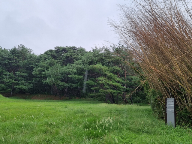 ▲ 효공왕릉 주변은 소나무숲으로 우거져 있다.