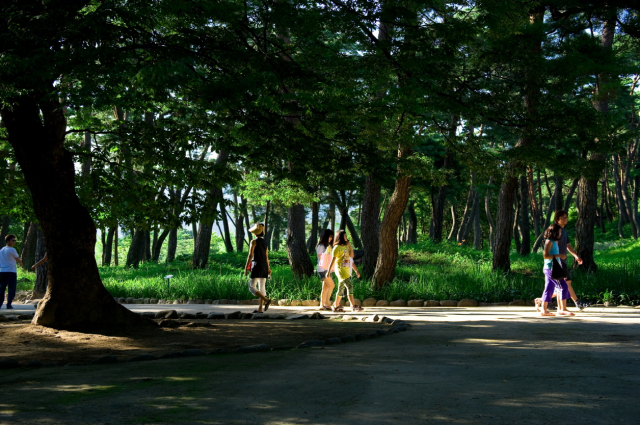 ▲ 소수서원을 찾은 관광객들이 소나무숲을 산책하고 있다.