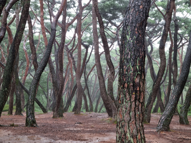 ▲ 삼릉 주변을 에워싸고 있는 소나무숲.