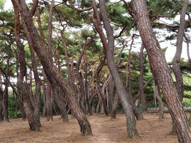 ▲ 삼릉 주변으로 소나무 고목들이 울창한 숲을 이루고 있다.