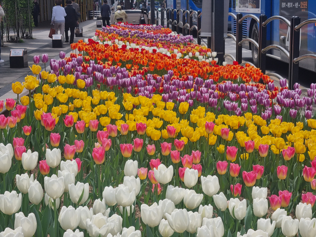 ▲ 대구시는 오는 29일까지 도심 곳곳에 봄꽃을 식재한다. 사진은 대구의 한 도로에 조성된 꽃 화단 모습.