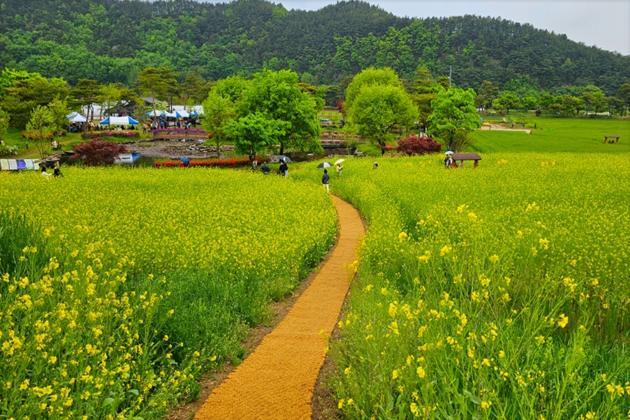 예천군 용궁면 회룡포, ‘봄 꽃놀이 명소’ - 대구일보