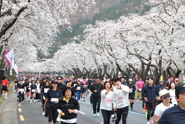 경주 포스트 APEC 내년에도 이어진다…'경주벚꽃마라톤대회'