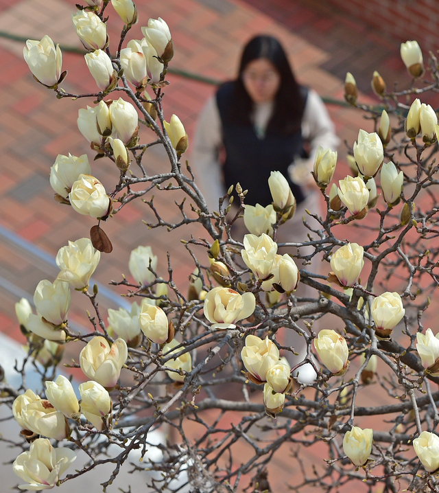 [포토뉴스] 목련꽃 활짝...봄이왔어요 - 뉴스 썸네일 이미지