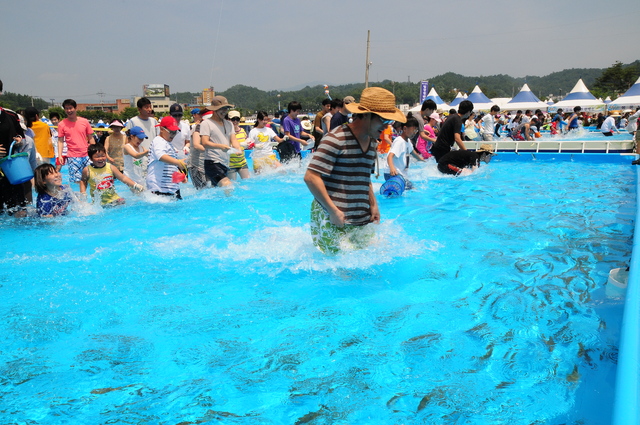 Family visitors enjoying the experience of hand-catching freshwater loaches at the Bonghwa Eoneo Festival